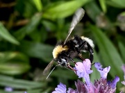7th Jul 2021 - Bee in garden