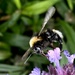 Bee in garden by nigelrogers