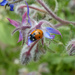 Ladybird on Borage  by wendyfrost