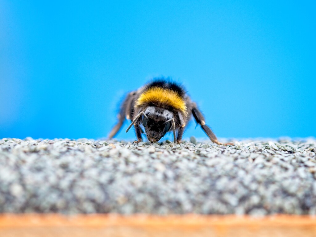 A Not So Busy Bee by billyboy