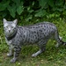 LHG-4048- Hensley Cat by rontu