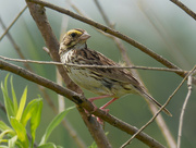 7th Jul 2021 - savannah sparrow 