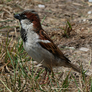 7th Jul 2021 - house sparrow 