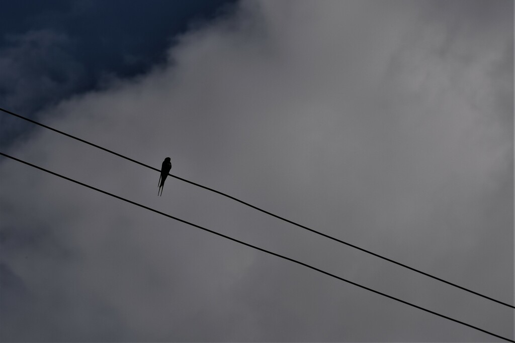 bird on the wire by christophercox