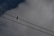 7th Jul 2021 - bird on the wire