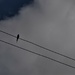 bird on the wire by christophercox