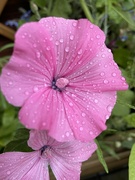 7th Jul 2021 - Rainy Flower