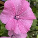 Rainy Flower by 0x53