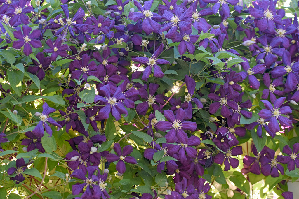 Clematis Overload! by bjywamer