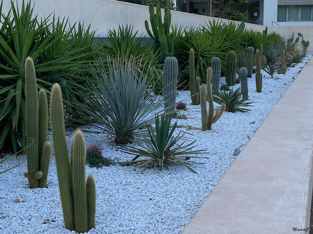 Cactus garden by monicac