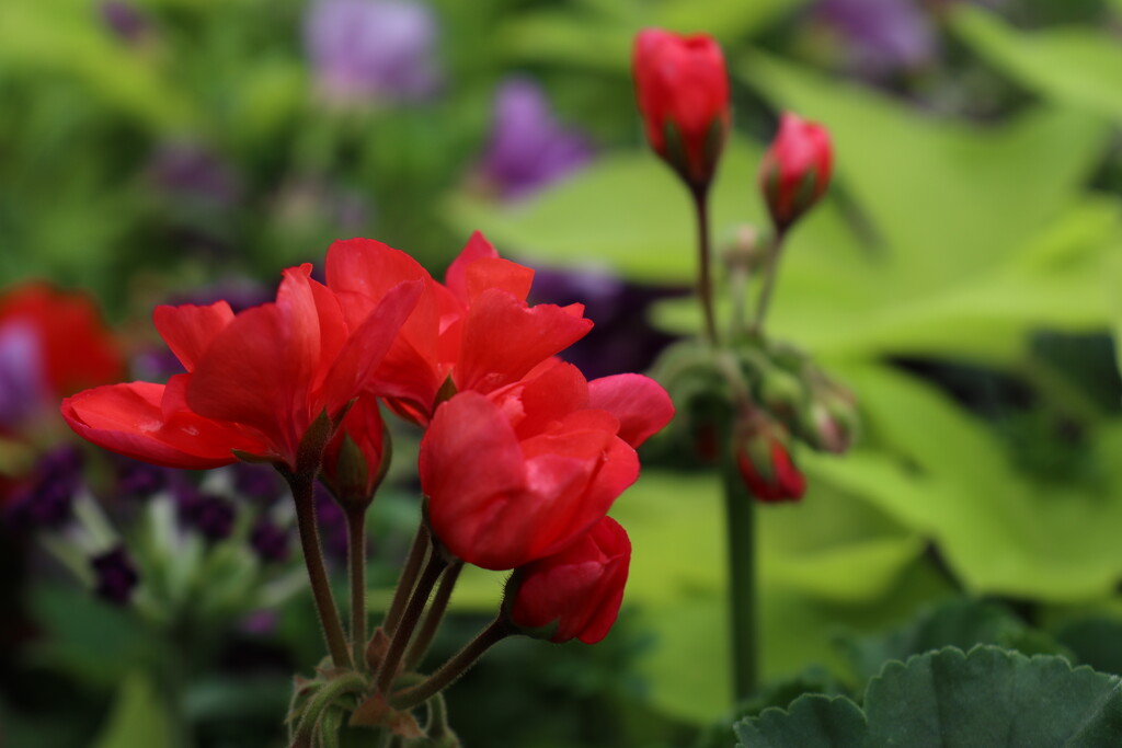 Red Geraniums by 365projectorgheatherb
