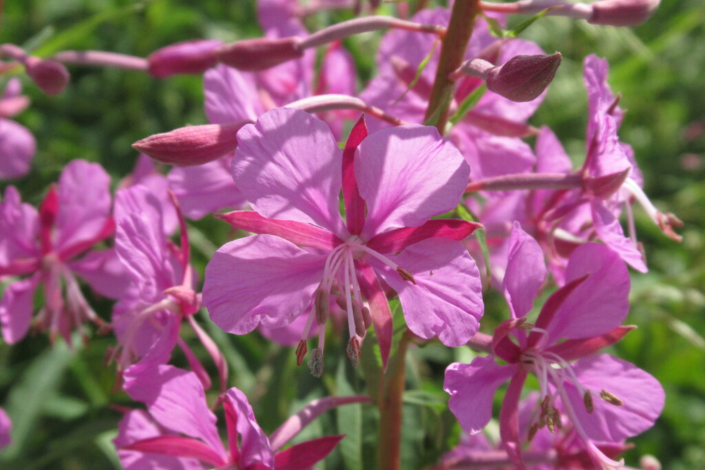 rose bay willow herb by anniesue