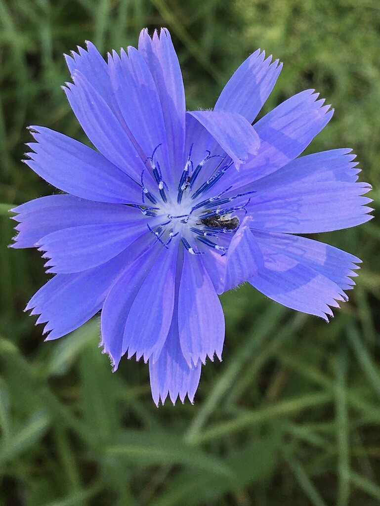 7-7-21 chicory by bkp