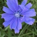 7-7-21 chicory by bkp