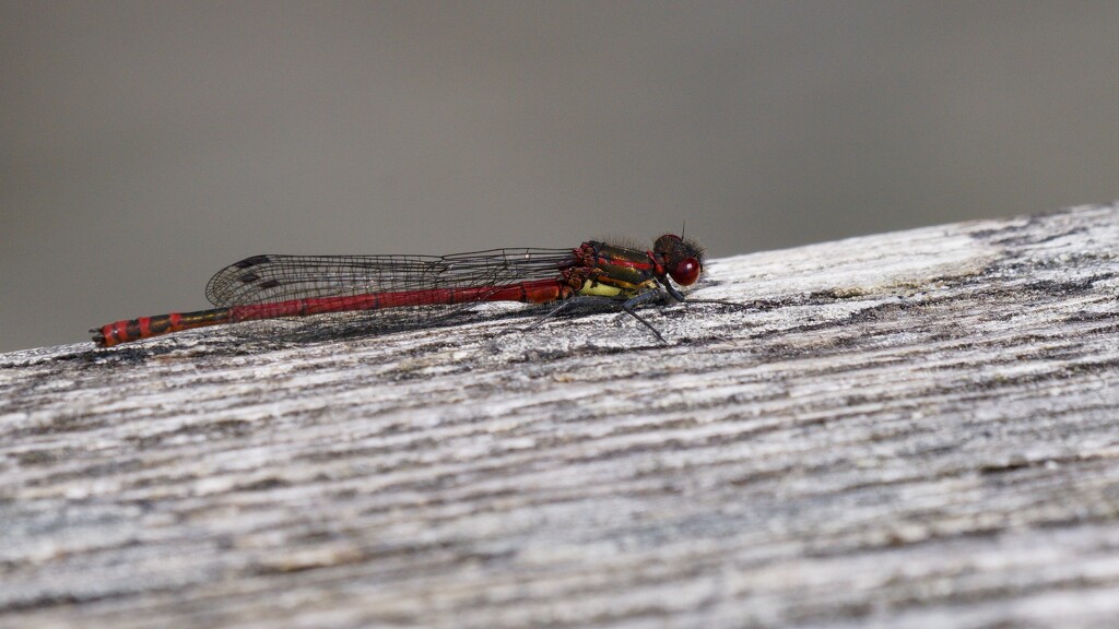 LARGE RED DAMSELFLY by markp