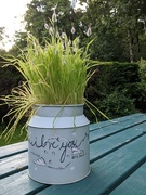 7th Jul 2021 - My daughter  gave me the painted can and seeds for Mother's Day. Good to see how they have grown