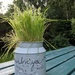 My daughter  gave me the painted can and seeds for Mother's Day. Good to see how they have grown by yorkshirelady