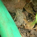 Tiny Toad by sfeldphotos