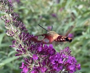 7th Jul 2021 - Hummingbird Moth