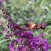 Hummingbird Moth by njmom3