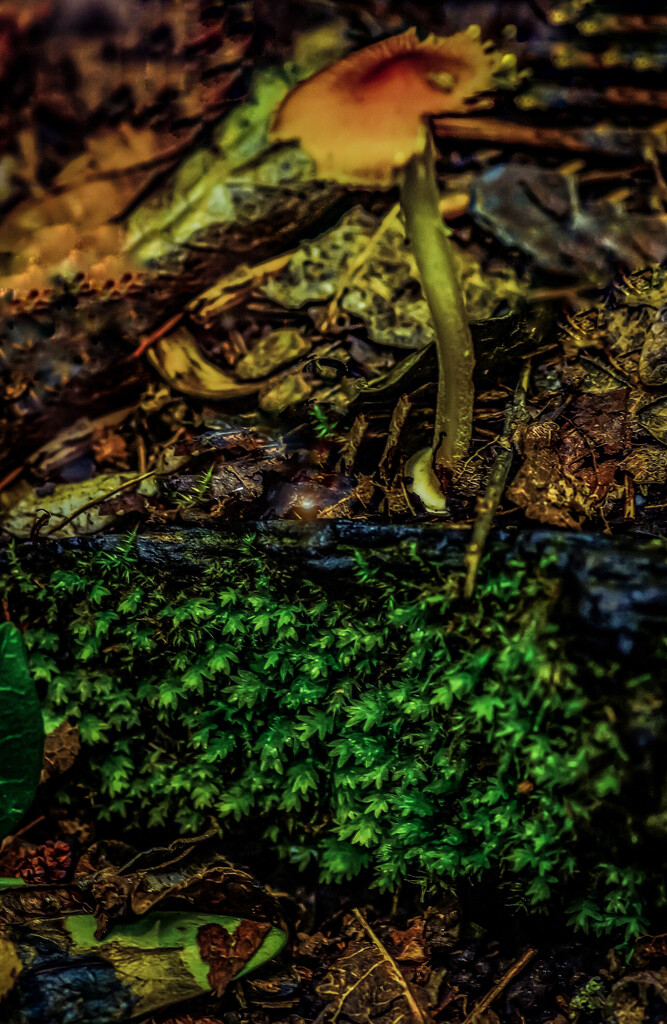 Forest Floor by mzzhope