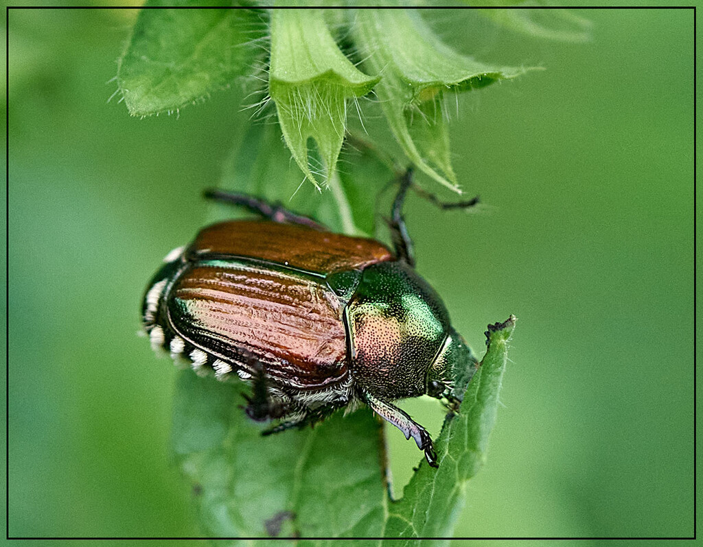 UGH Bug! by gardencat