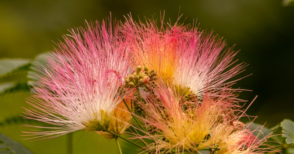 Mimosa Tree Flower! by rickster549