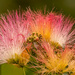 Mimosa Tree Flower! by rickster549