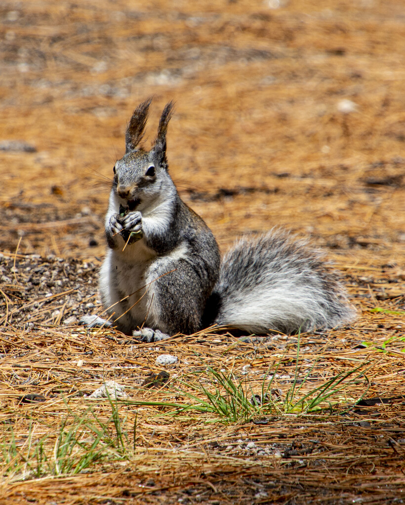 Abert's Squirrel by cwbill