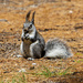 Abert's Squirrel by cwbill