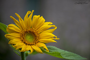 6th Jul 2021 - Mystery Sunflower