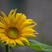 Mystery Sunflower by lstasel