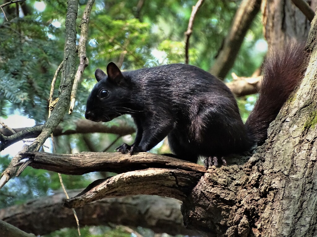 Black Squirrel  by brillomick