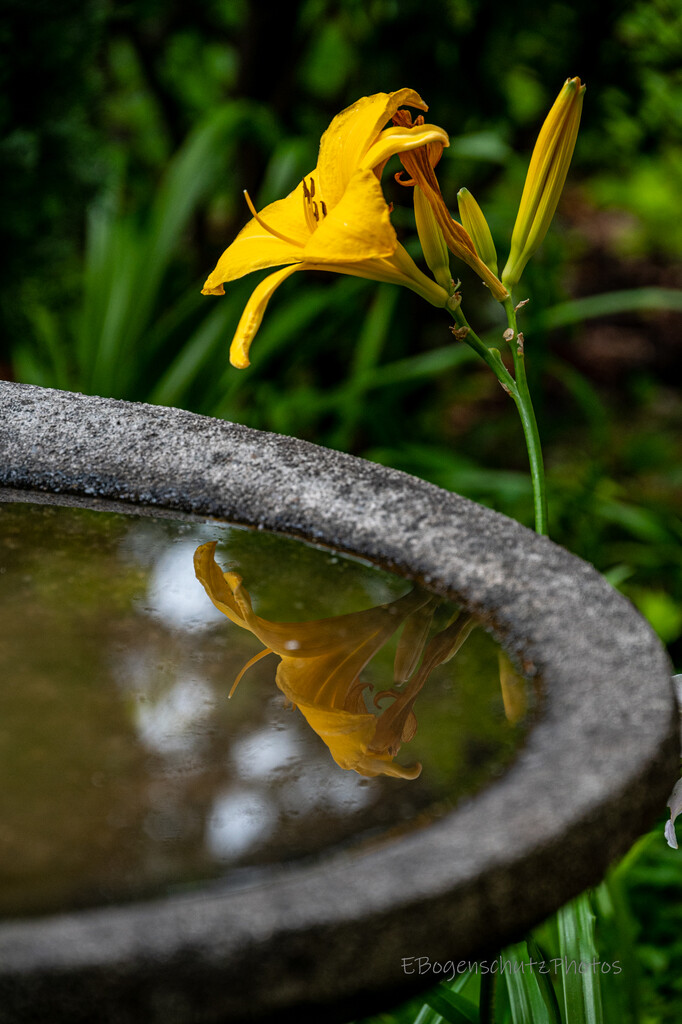 Lilly Reflection by theredcamera