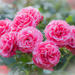 Roses  by haskar