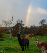 8th Jul 2021 - Rainbows and alpacas