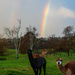 Rainbows and alpacas by yorkshirekiwi