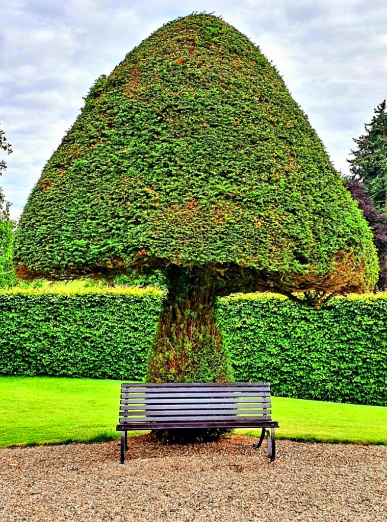 A Topiary Giant Mushroom. by teresahodgkinson