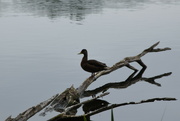7th Jul 2021 - Duck, silhouette and reflection