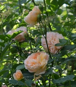 7th Jul 2021 - Tea Clipper Roses