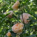 Tea Clipper Roses by arkensiel