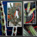 Euphorbia aeruginosa and Euphorbia baioensis 