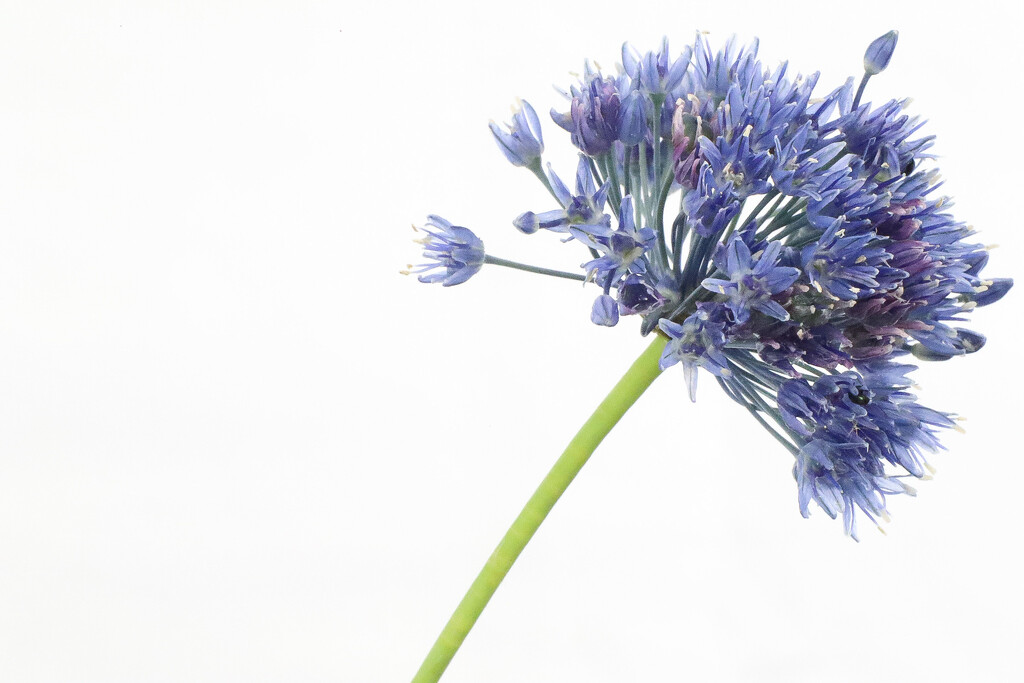 Hi-Key Allium Blue by phil_sandford