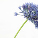 Hi-Key Allium Blue by phil_sandford