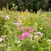 Summer... Wild flower beds by 365projectorgjoworboys