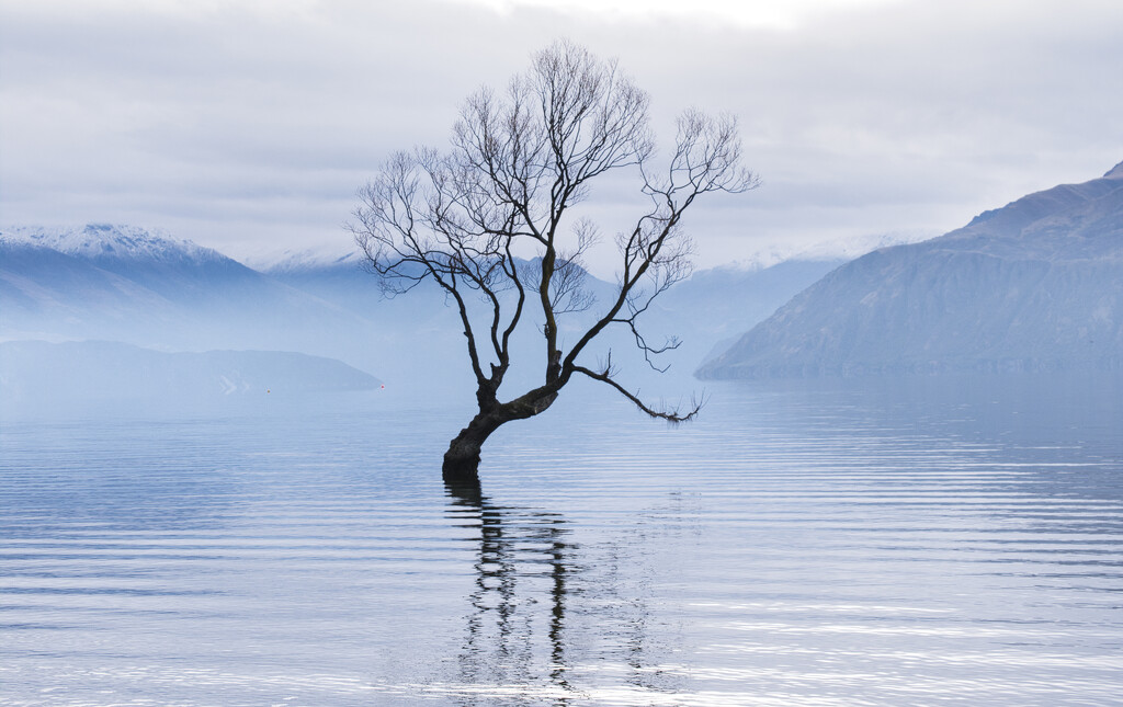 The most photographed tree in the world? by dkbarnett