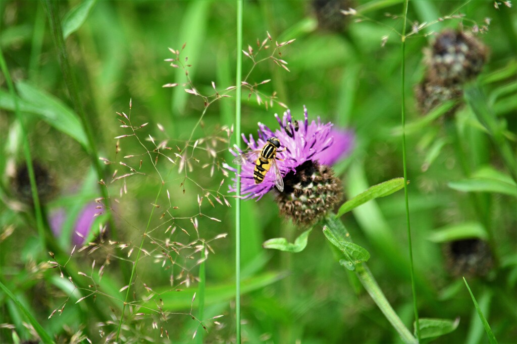 Hoverfly on meadow flower...... by ziggy77