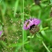 Hoverfly on meadow flower...... by ziggy77