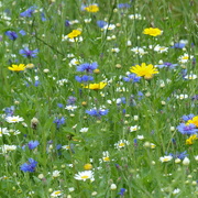 8th Jul 2021 - Flowers by the Windmill