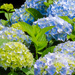 Hydrangeas-HDR by mumswaby